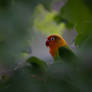 Lovebird - I