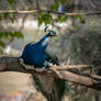Peacock On A Branch