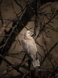 In A Web Of Twigs