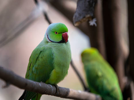 Parrot On A Perch