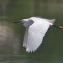 Egret in Flight