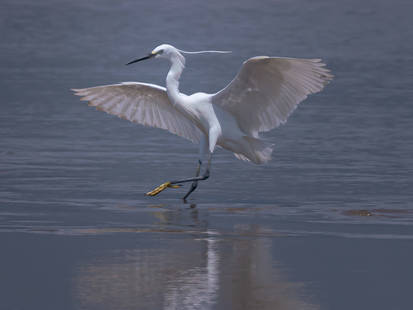 Egret21-V