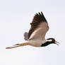 Lapwing21 - III