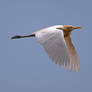 Cattle Egret