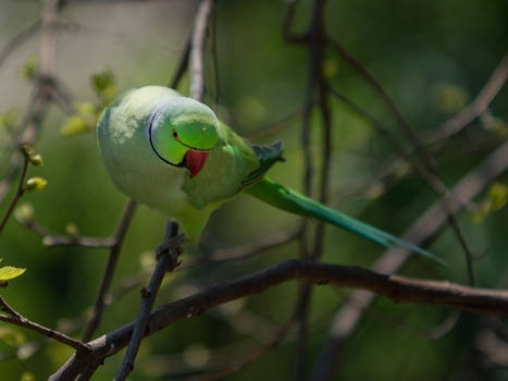 Parakeet In The Park 03