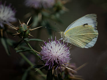 On A Thistle