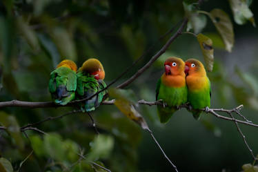 Couples Tree