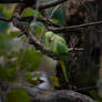 Perky Parrots - IV