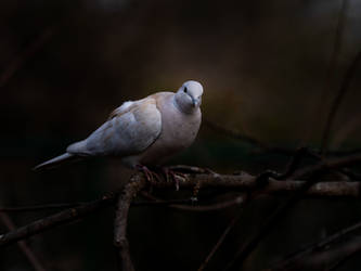 Doves In Winter - II