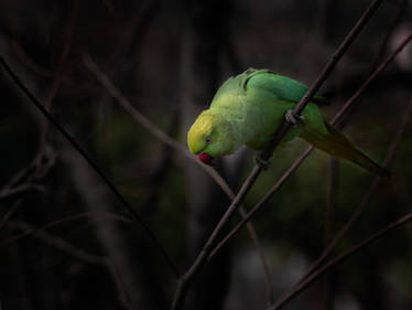 Peculiar Parrot - V