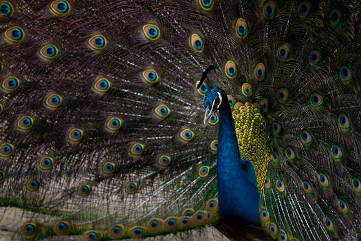 Peacock - Blue