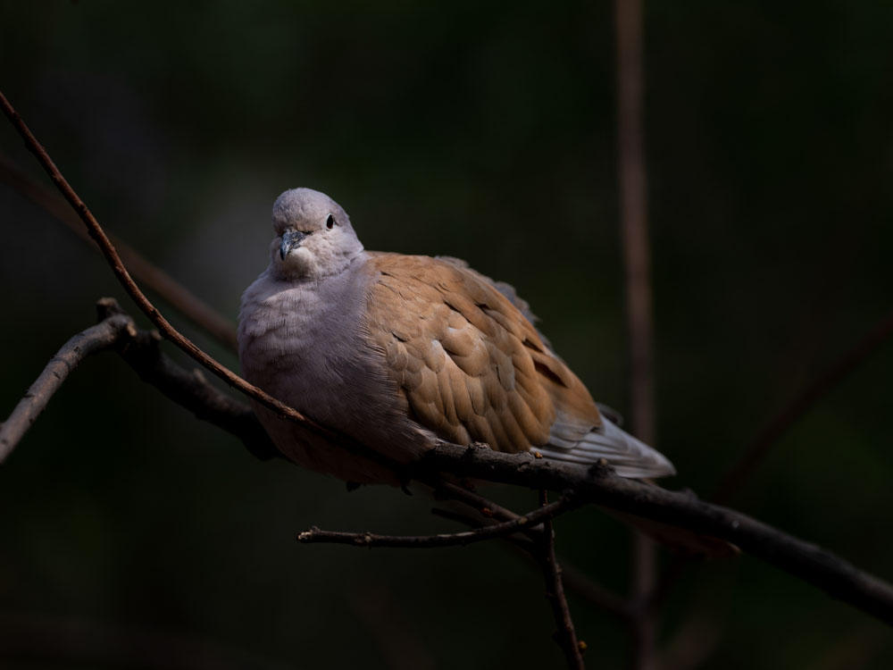 Slightly Ruffled Feathers by InayatShah on DeviantArt