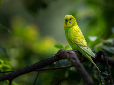 Wild Budgie - III