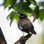 My Myna - II