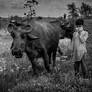 Cow And Boy
