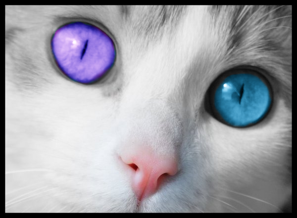 Cats Eyes