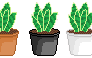 Snake Plants set