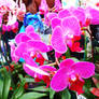 Orchids