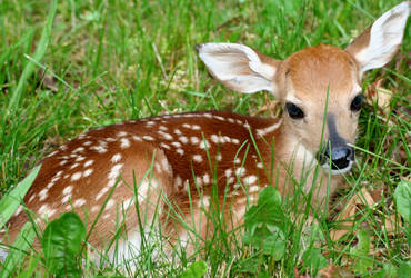 Fawn?