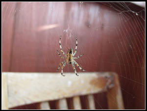 araneus diadematus