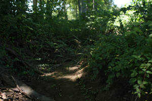 Stock - Fantasy Creek Bed