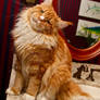 Angelo Maine Coon says I sooooo cute!