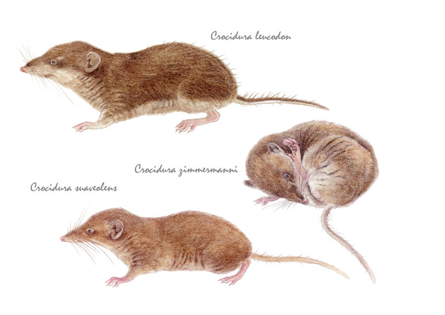 Crocidura Shrews