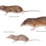 Sorex and Suncus Shrews