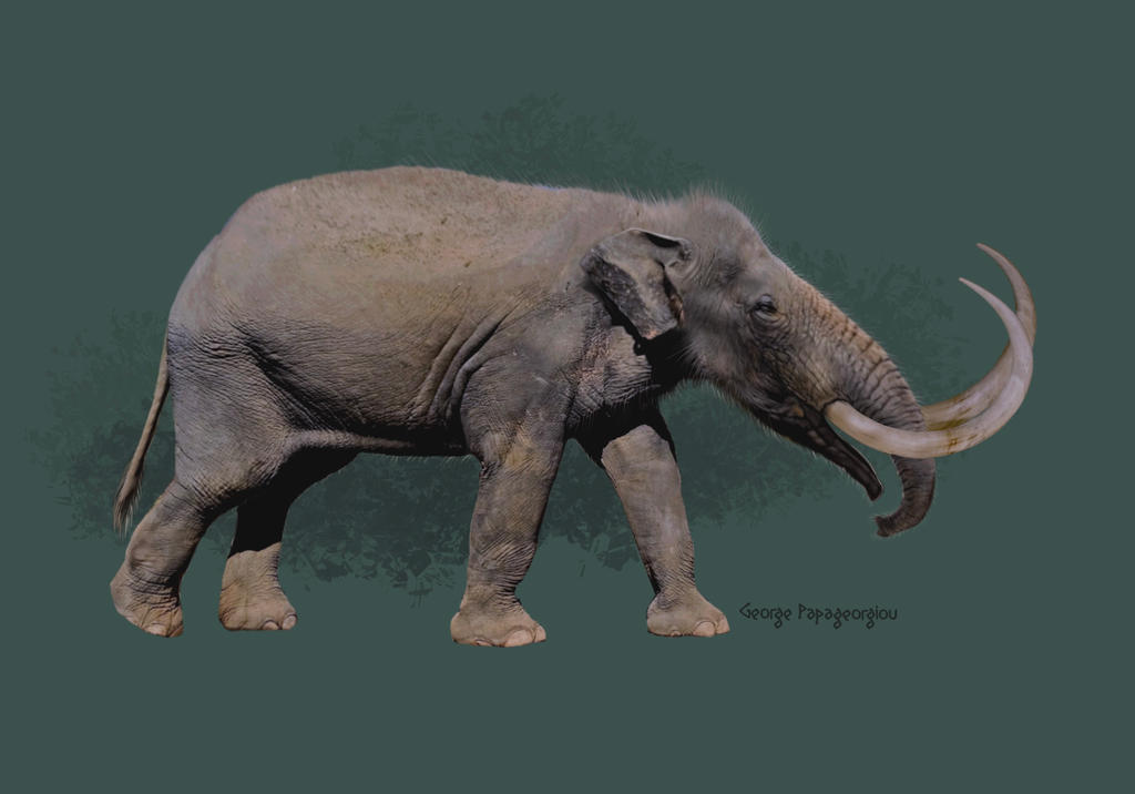Choerolophodon pentelici by NefelisSt on DeviantArt