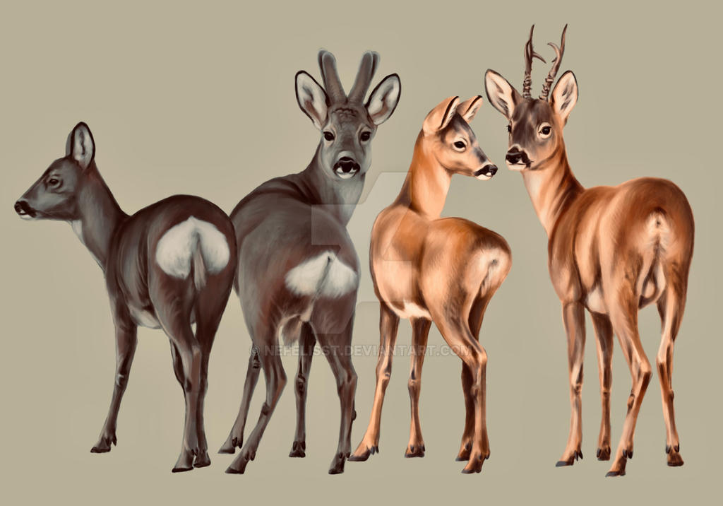 Roe deer rump markings by NefelisSt on DeviantArt