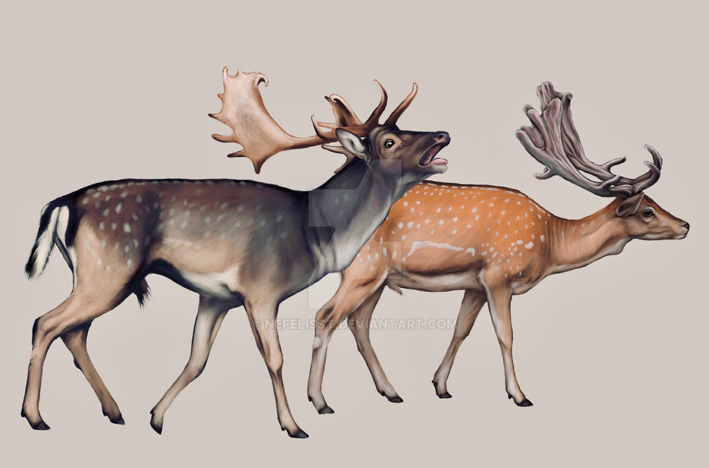 Deviantart Fallow Fallow deer by NefelisSt on DeviantArt