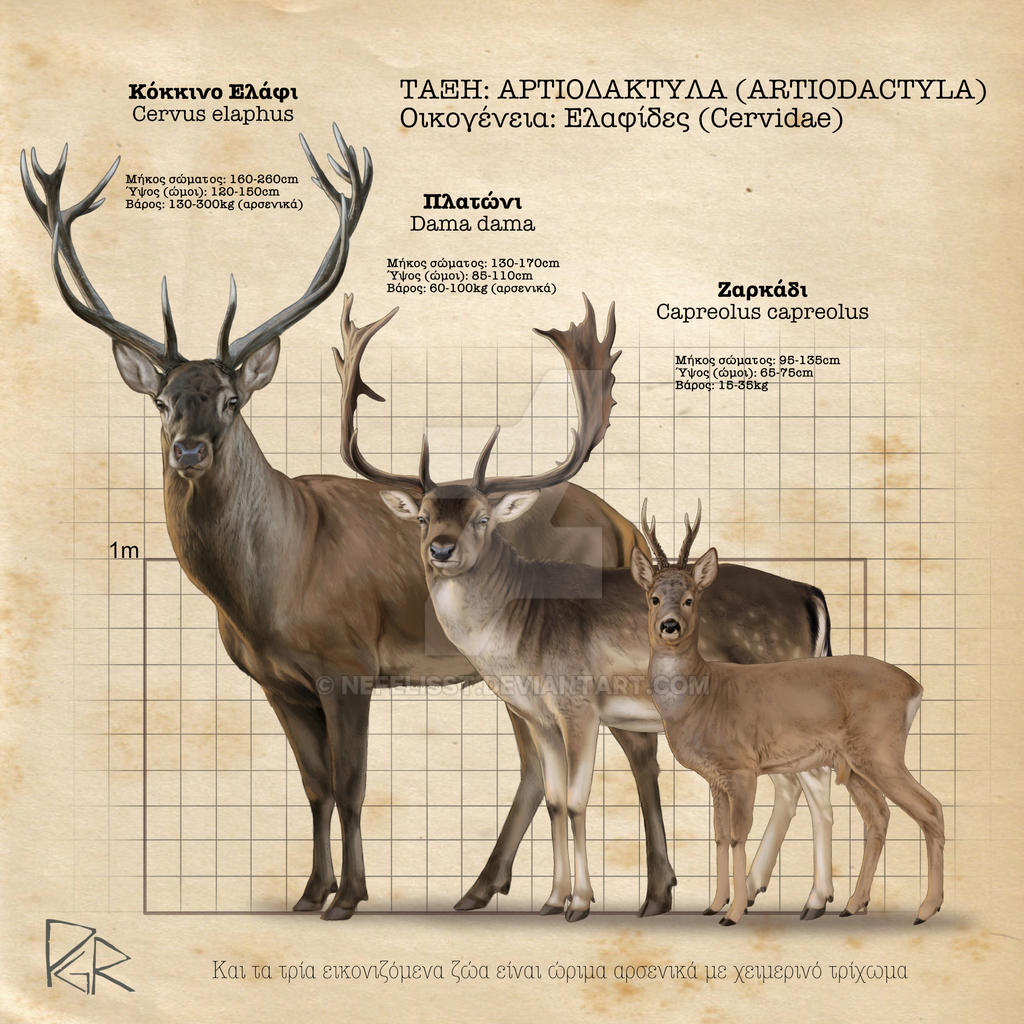 European Deer comparison by NefelisSt on DeviantArt
