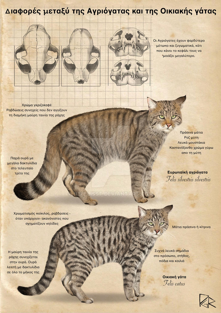 Wildcat Vs Tabby By NefelisSt On DeviantArt cabbits-what-are-they-and-guinea-cats-too