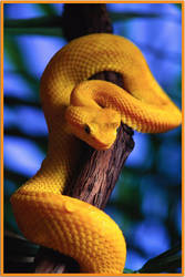 An Eyelash Viper