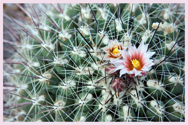 Textures of Nature:Cactus