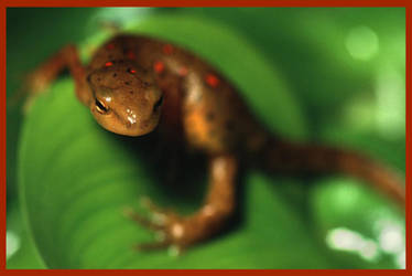 The Stare of a Newt