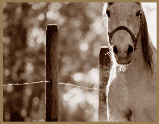 A Horse in Sepia