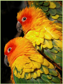 Parrots in Technicolor