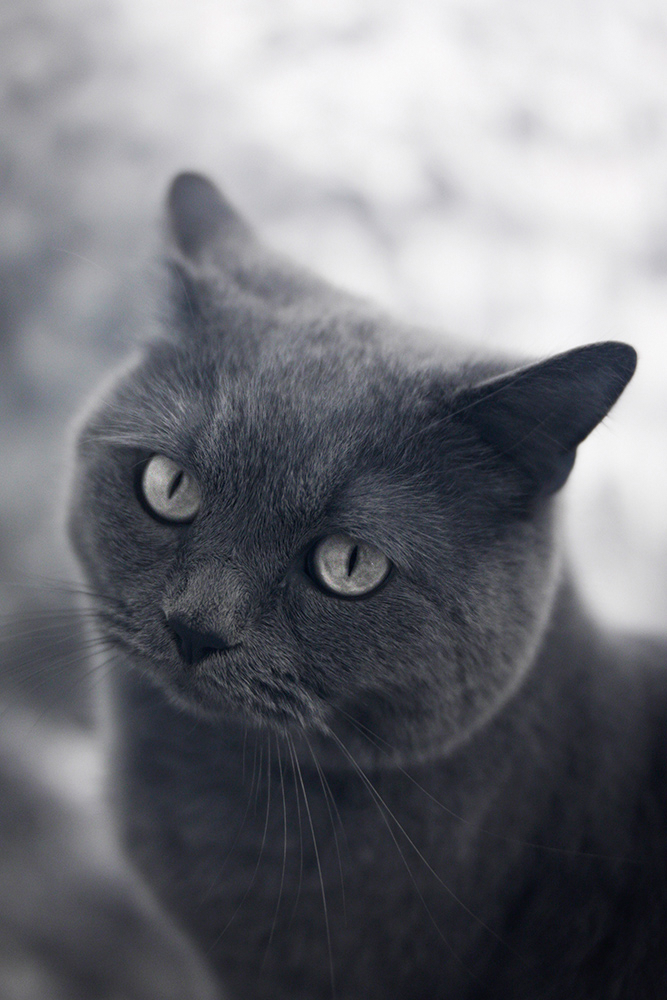 British Shorthair in infrared