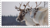 Caribou Stamp