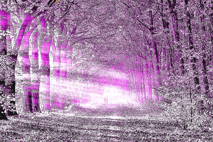 purple forest