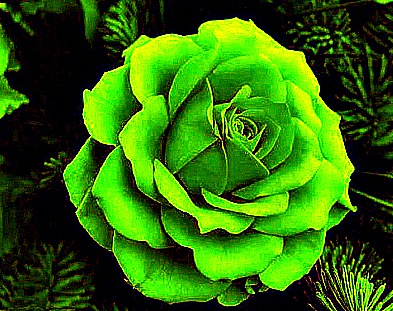 Rare Green Rose