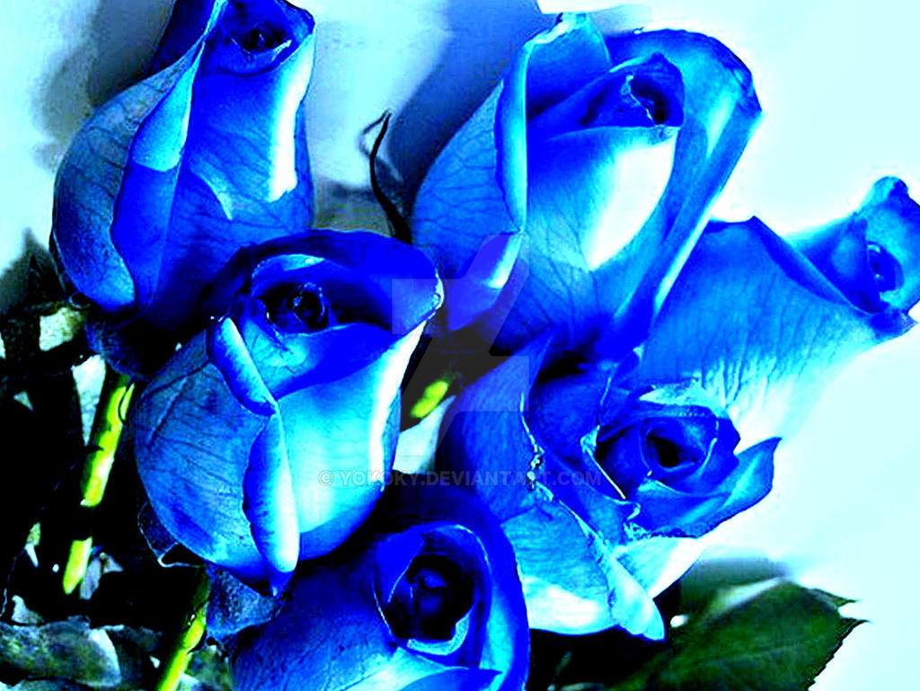 blue-roses-to TERESA