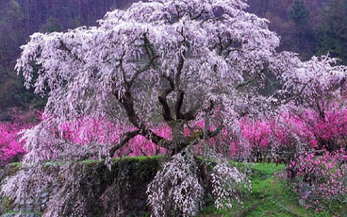 Sakura-tree