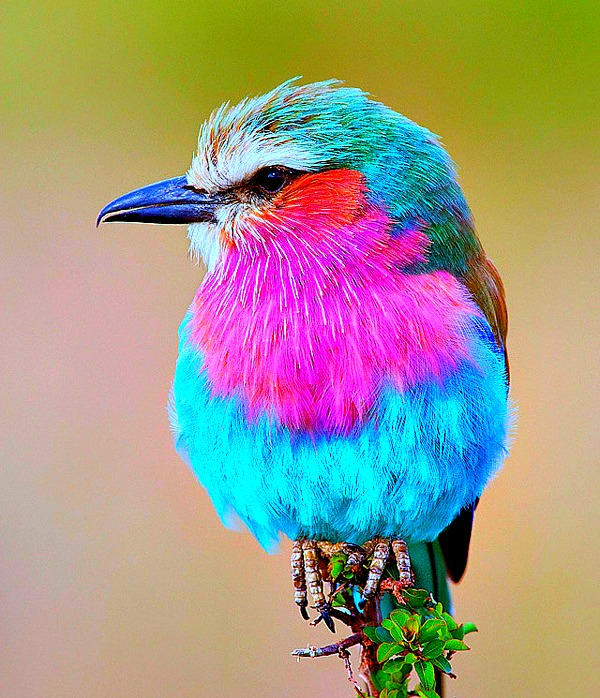 Beautiful birds 10 natural Beauty Blogger By YOKOKY On DeviantArt beautiful-birds-10-natural-beauty-blogger-by-yokoky-on-deviantart