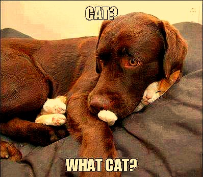 What Cat?