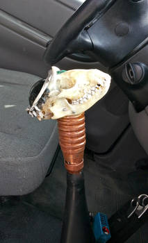 Raccoon Skull Shifter