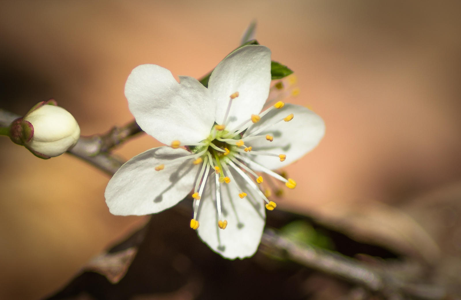 colors of spring