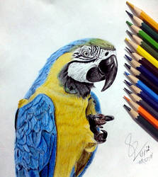 Parrot