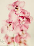 orchids by andrewfphoto